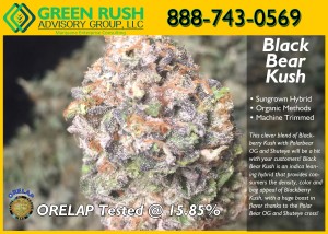 Black Bear Kush Marijuana Flower